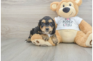 Friendly Cockapoo Baby