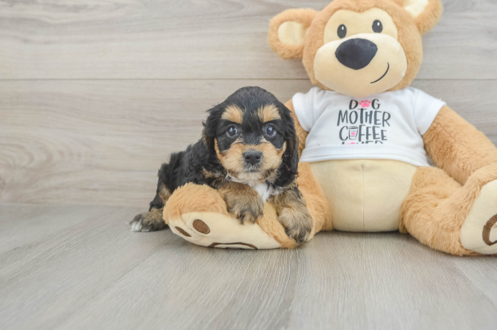 5 week old Cockapoo Puppy For Sale - Simply Southern Pups