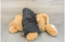 Little Cocker Doodle Poodle Mix Puppy