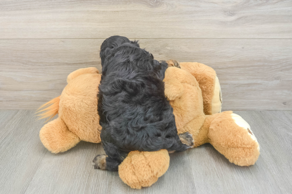 Little Cocker Doodle Poodle Mix Puppy