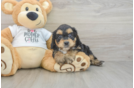 Small Cockapoo Baby