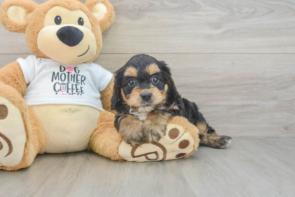 Small Cockapoo Baby