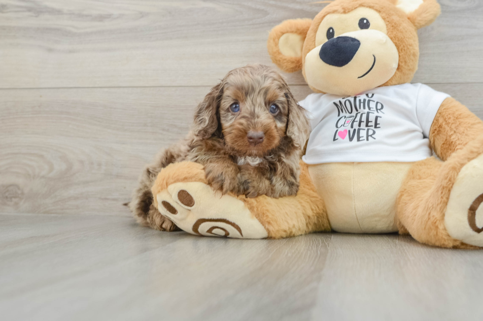 Popular Cockapoo Poodle Mix Pup