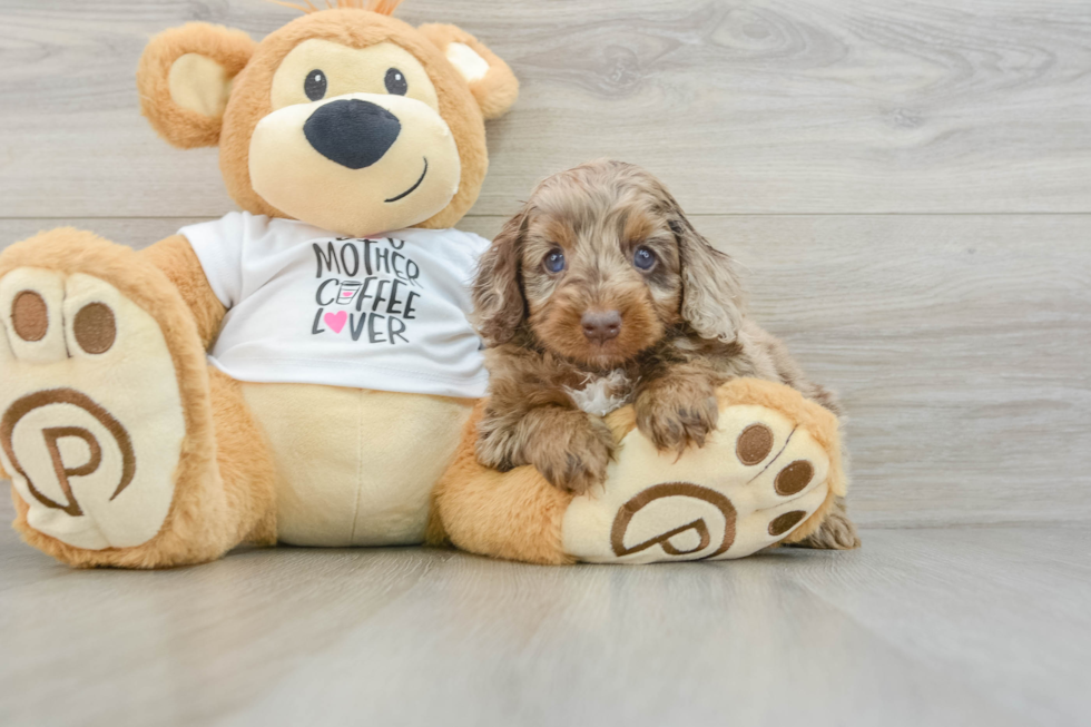 Funny Cockapoo Poodle Mix Pup