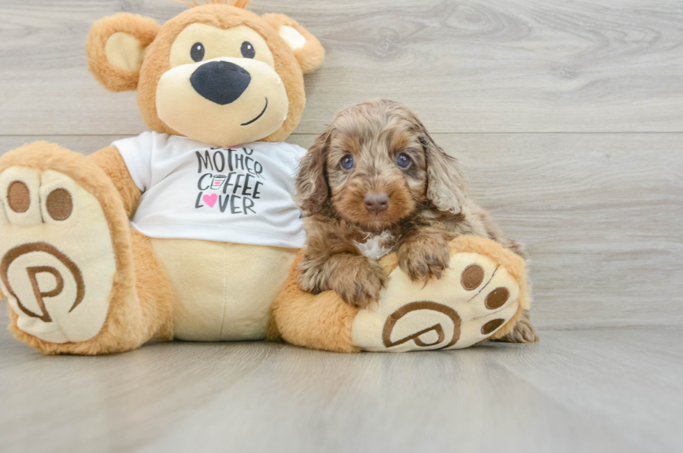 5 week old Cockapoo Puppy For Sale - Simply Southern Pups