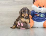 8 week old Cockapoo Puppy For Sale - Simply Southern Pups