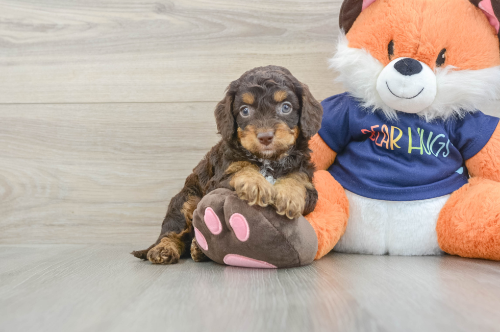 7 week old Cockapoo Puppy For Sale - Simply Southern Pups