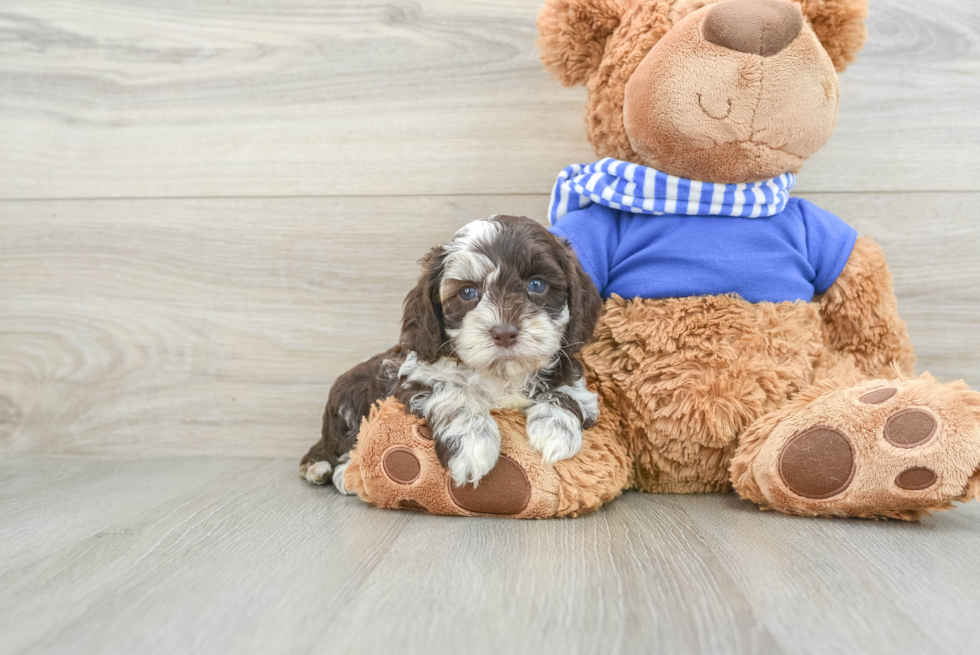 Cute Cockapoo Baby