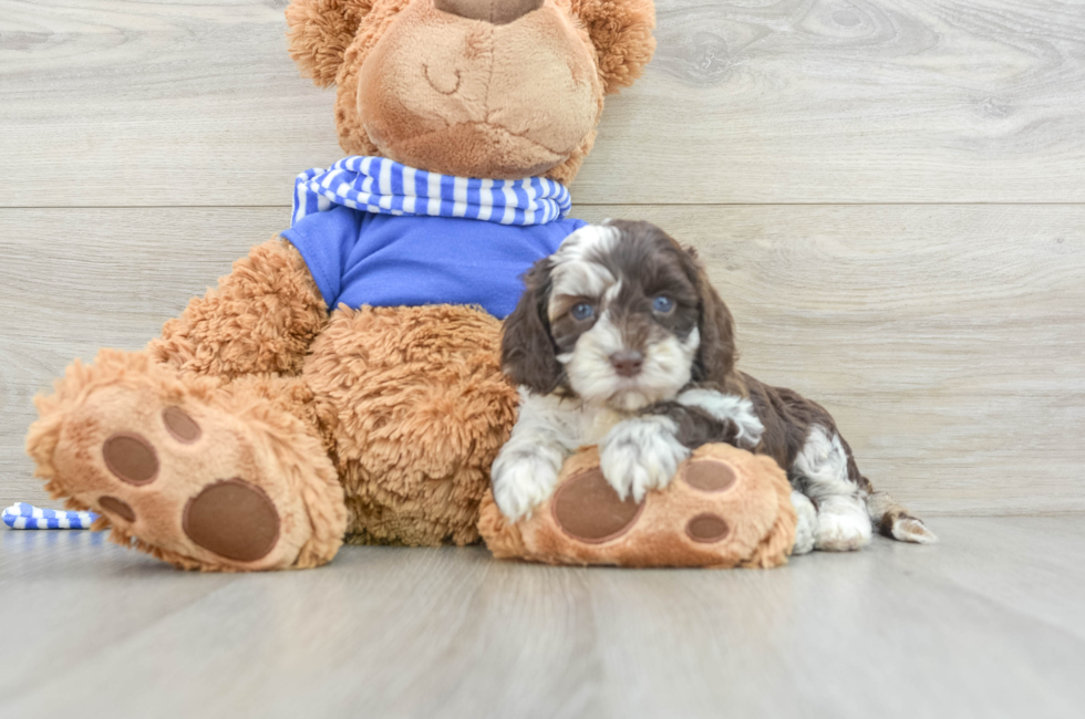 6 week old Cockapoo Puppy For Sale - Simply Southern Pups
