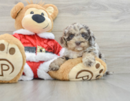 6 week old Cockapoo Puppy For Sale - Simply Southern Pups