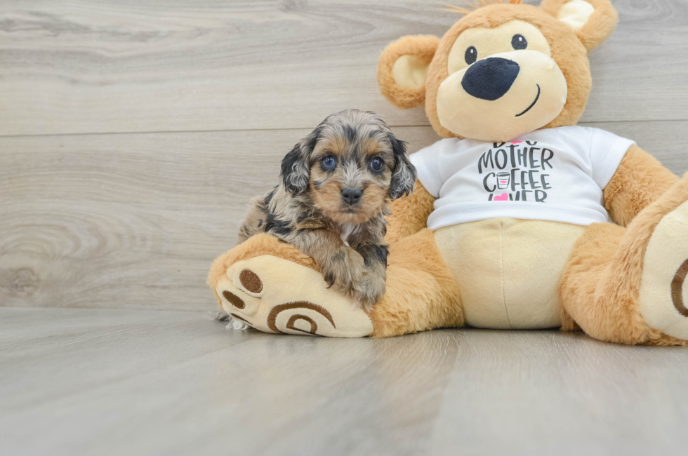 7 week old Cockapoo Puppy For Sale - Simply Southern Pups