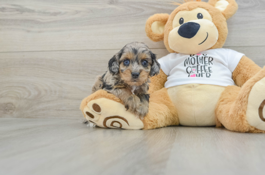 Cockapoo Pup Being Cute