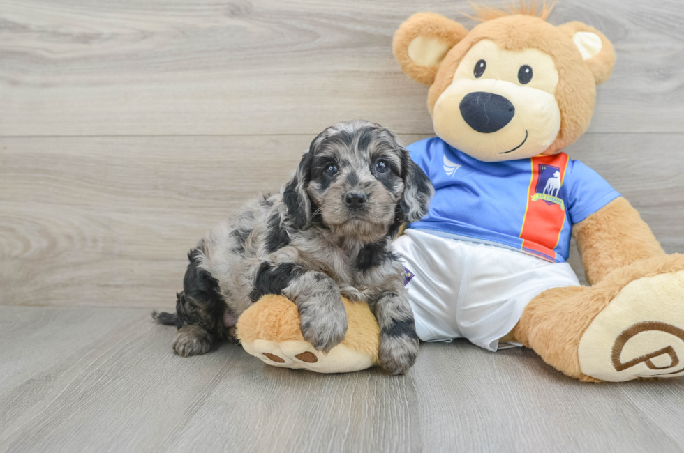 5 week old Cockapoo Puppy For Sale - Simply Southern Pups