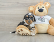 8 week old Cockapoo Puppy For Sale - Simply Southern Pups