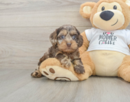 7 week old Cockapoo Puppy For Sale - Simply Southern Pups