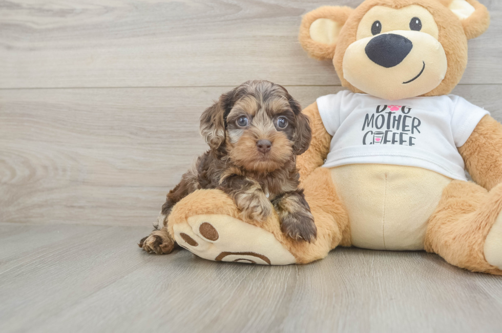5 week old Cockapoo Puppy For Sale - Simply Southern Pups