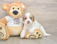 6 week old Cockapoo Puppy For Sale - Simply Southern Pups