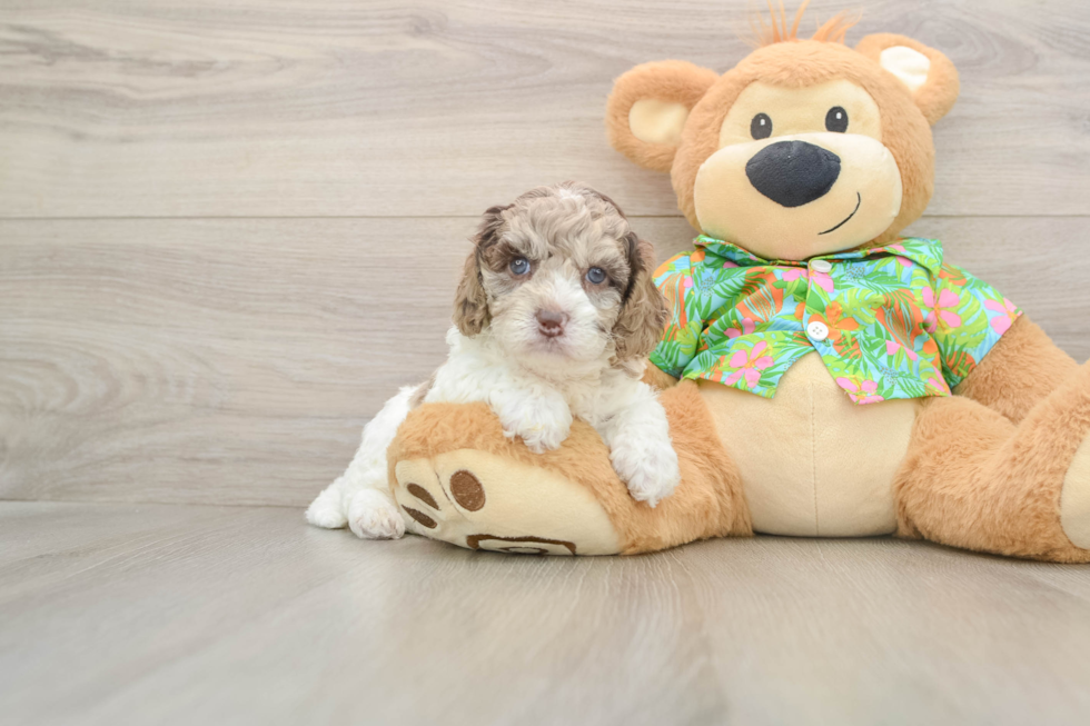 Funny Cockapoo Poodle Mix Pup