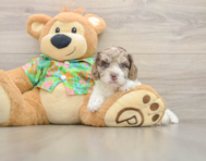 5 week old Cockapoo Puppy For Sale - Simply Southern Pups