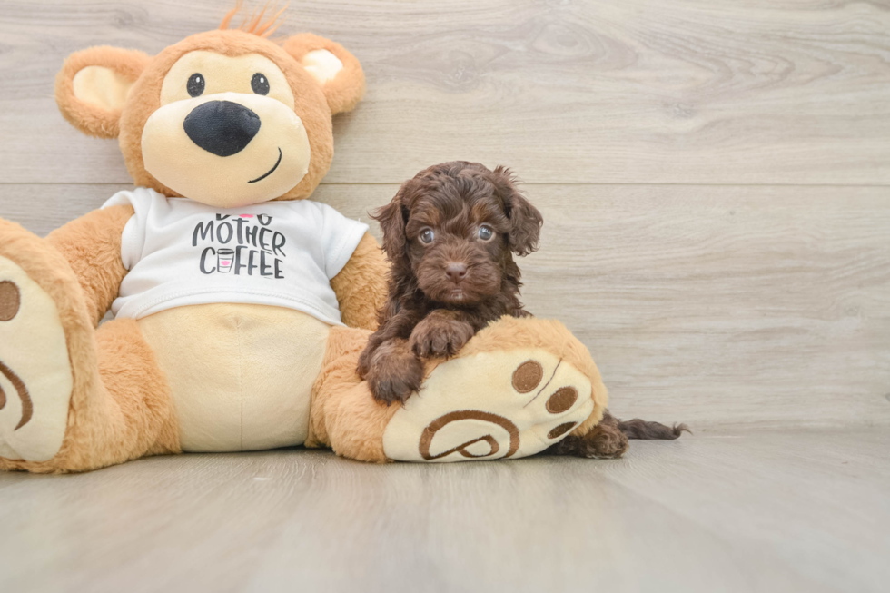 Friendly Cockapoo Baby