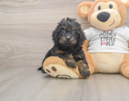 5 week old Cockapoo Puppy For Sale - Simply Southern Pups