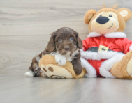 6 week old Cockapoo Puppy For Sale - Simply Southern Pups