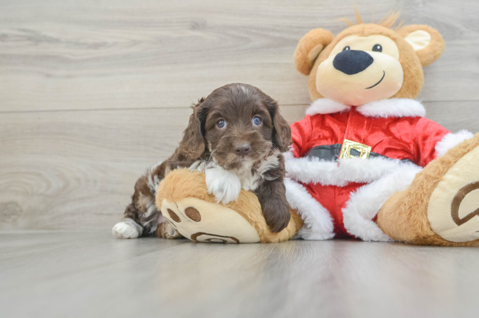 6 week old Cockapoo Puppy For Sale - Simply Southern Pups