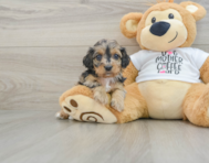 7 week old Cockapoo Puppy For Sale - Simply Southern Pups