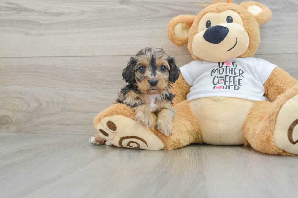 7 week old Cockapoo Puppy For Sale - Simply Southern Pups