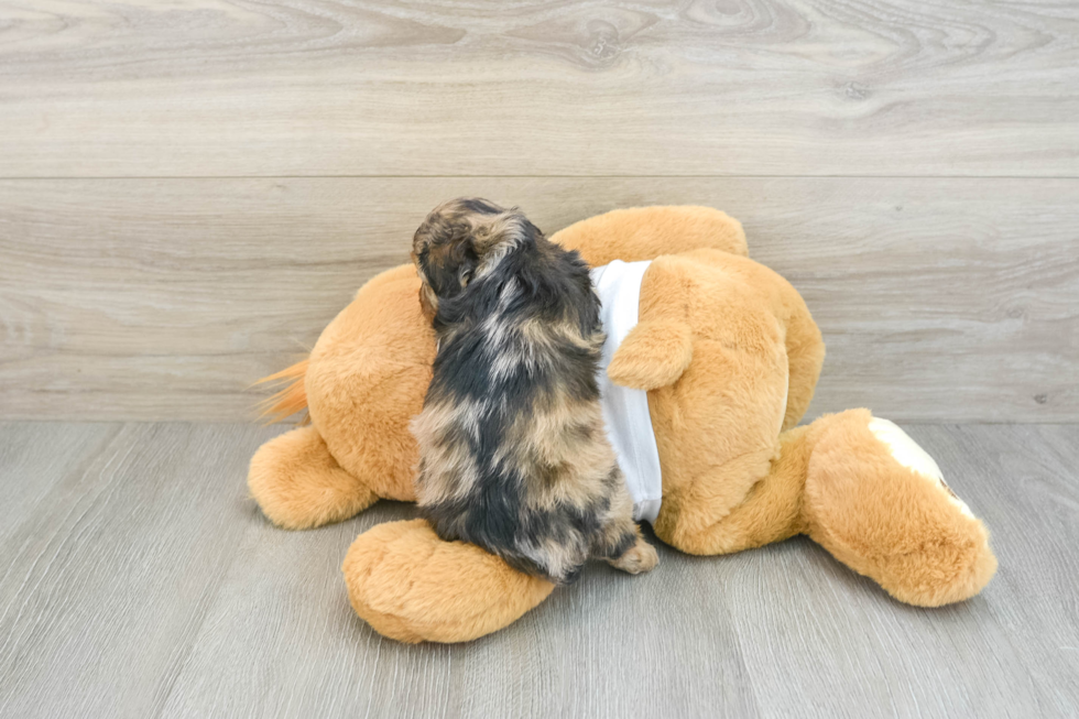 Smart Cockapoo Poodle Mix Pup