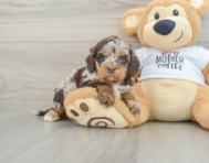 5 week old Cockapoo Puppy For Sale - Simply Southern Pups