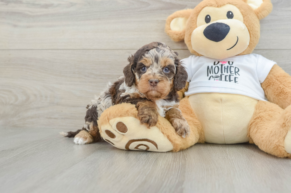 6 week old Cockapoo Puppy For Sale - Simply Southern Pups