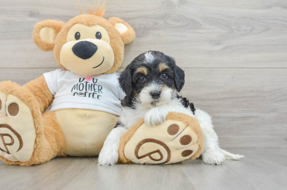 7 week old Cockapoo Puppy For Sale - Simply Southern Pups