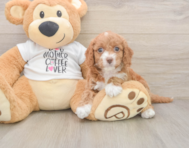 8 week old Cockapoo Puppy For Sale - Simply Southern Pups