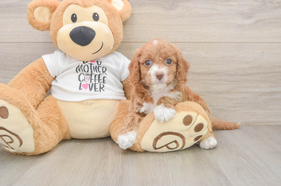 6 week old Cockapoo Puppy For Sale - Simply Southern Pups