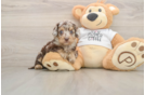 Funny Cockapoo Poodle Mix Pup