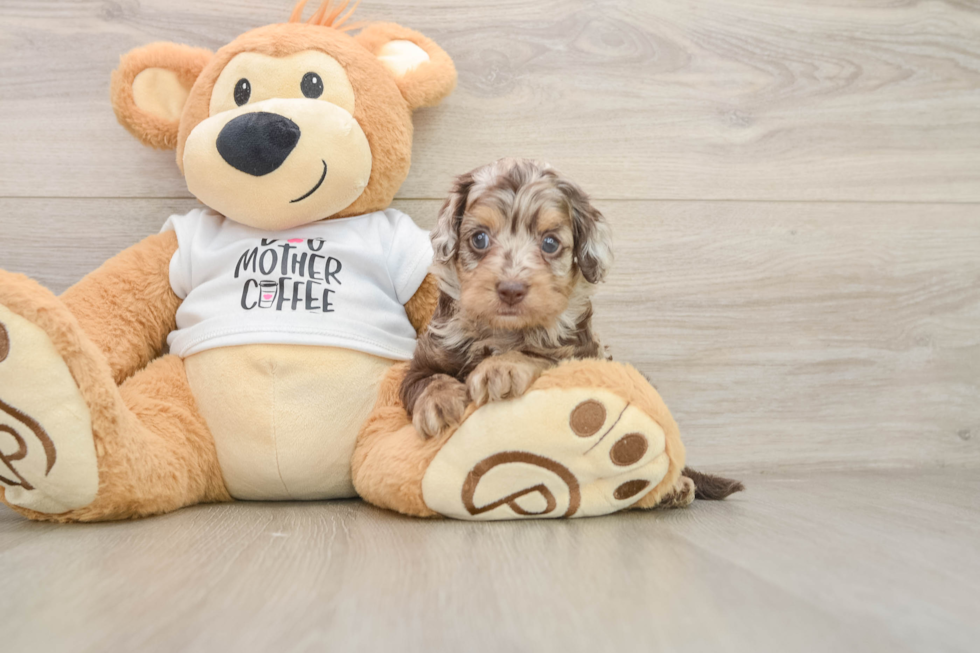 Best Cockapoo Baby