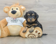 7 week old Cockapoo Puppy For Sale - Simply Southern Pups