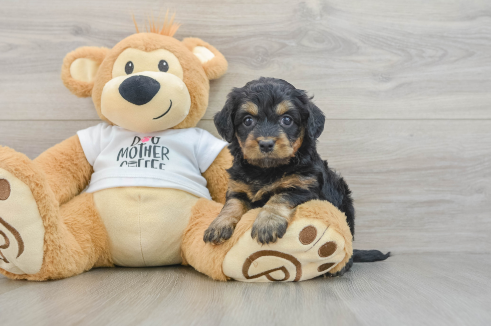 7 week old Cockapoo Puppy For Sale - Simply Southern Pups