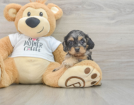 8 week old Cockapoo Puppy For Sale - Simply Southern Pups