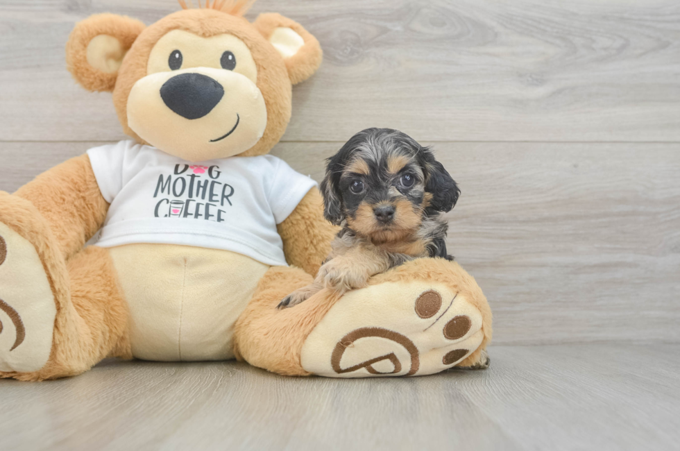 5 week old Cockapoo Puppy For Sale - Simply Southern Pups