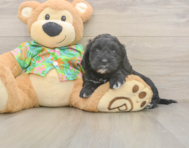 8 week old Cockapoo Puppy For Sale - Simply Southern Pups