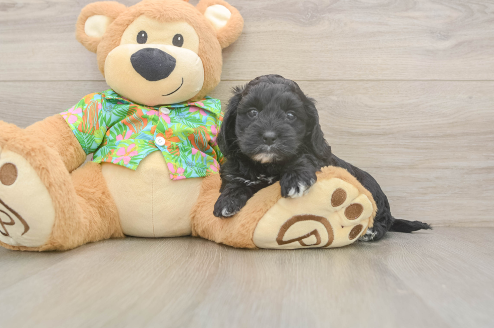 6 week old Cockapoo Puppy For Sale - Simply Southern Pups