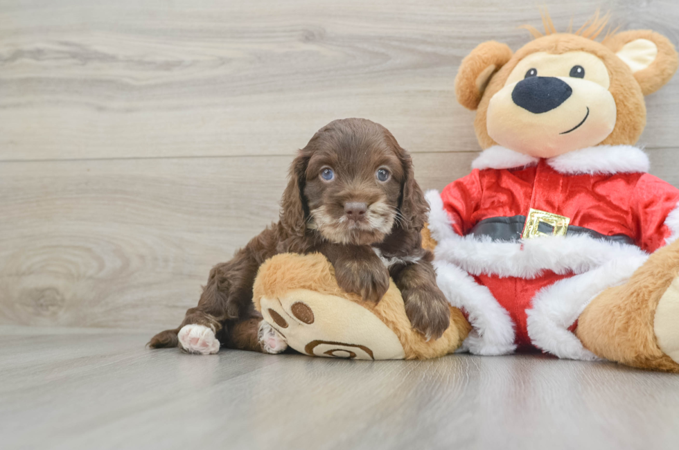 6 week old Cockapoo Puppy For Sale - Simply Southern Pups