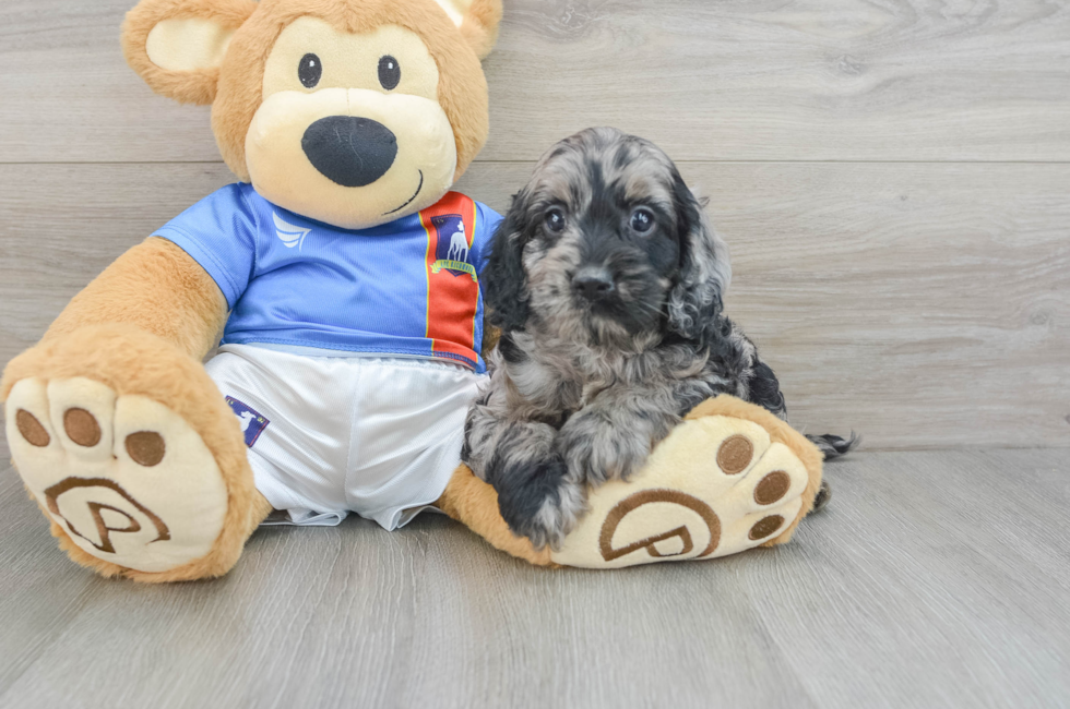 5 week old Cockapoo Puppy For Sale - Simply Southern Pups