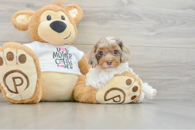 Funny Cockapoo Poodle Mix Pup