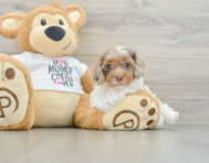9 week old Cockapoo Puppy For Sale - Simply Southern Pups