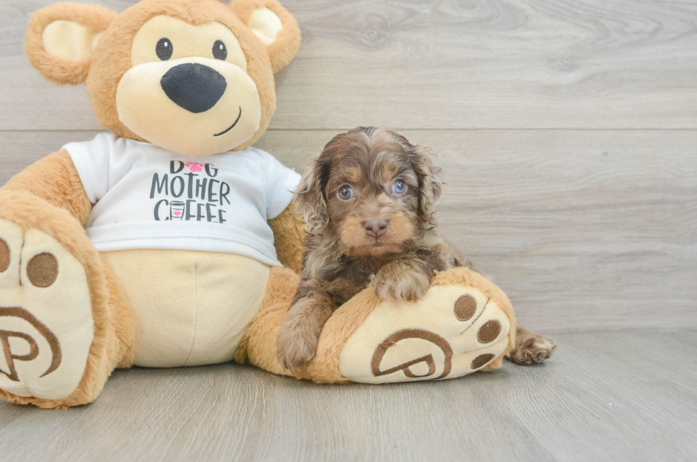 5 week old Cockapoo Puppy For Sale - Simply Southern Pups