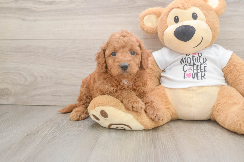 6 week old Cockapoo Puppy For Sale - Simply Southern Pups