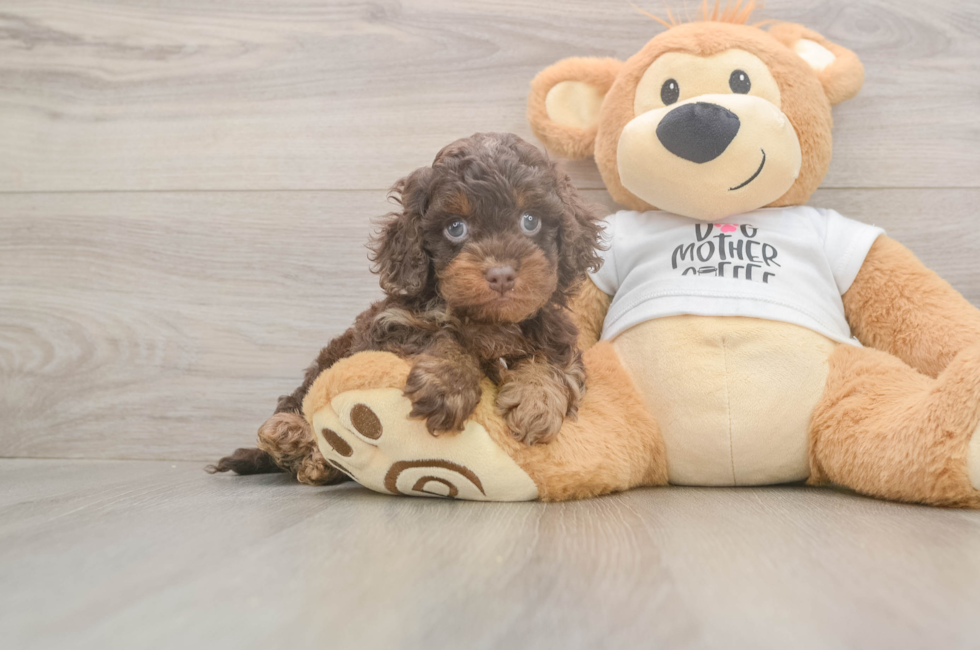 5 week old Cockapoo Puppy For Sale - Simply Southern Pups